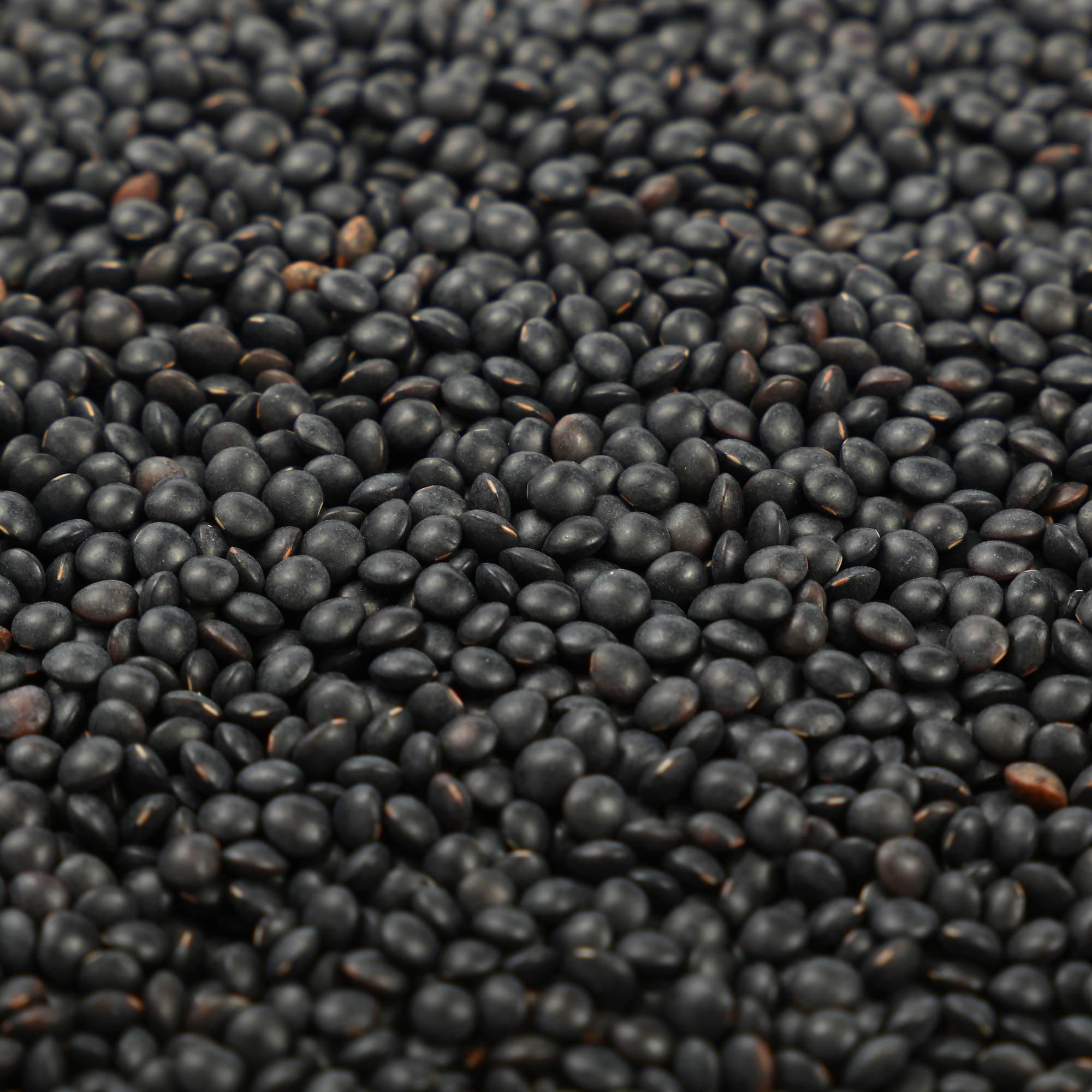 Organic Black (Beluga) Lentils