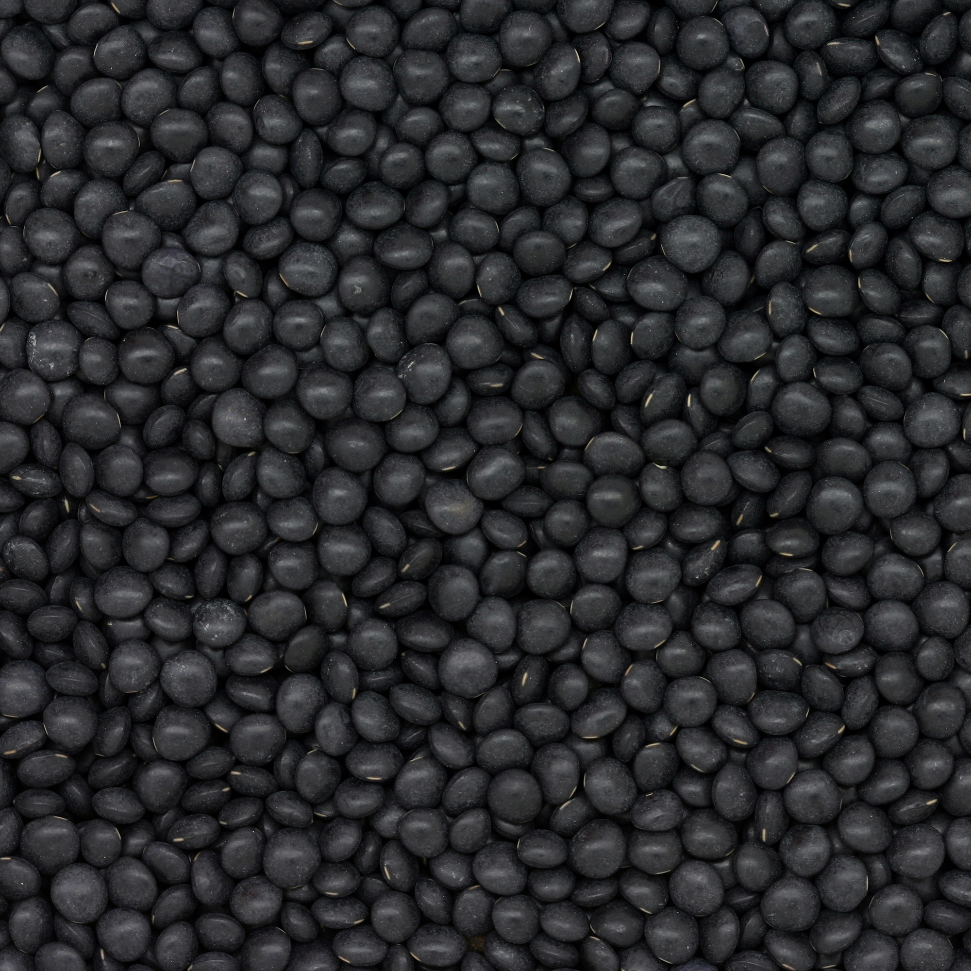 Organic Black (Beluga) Lentils