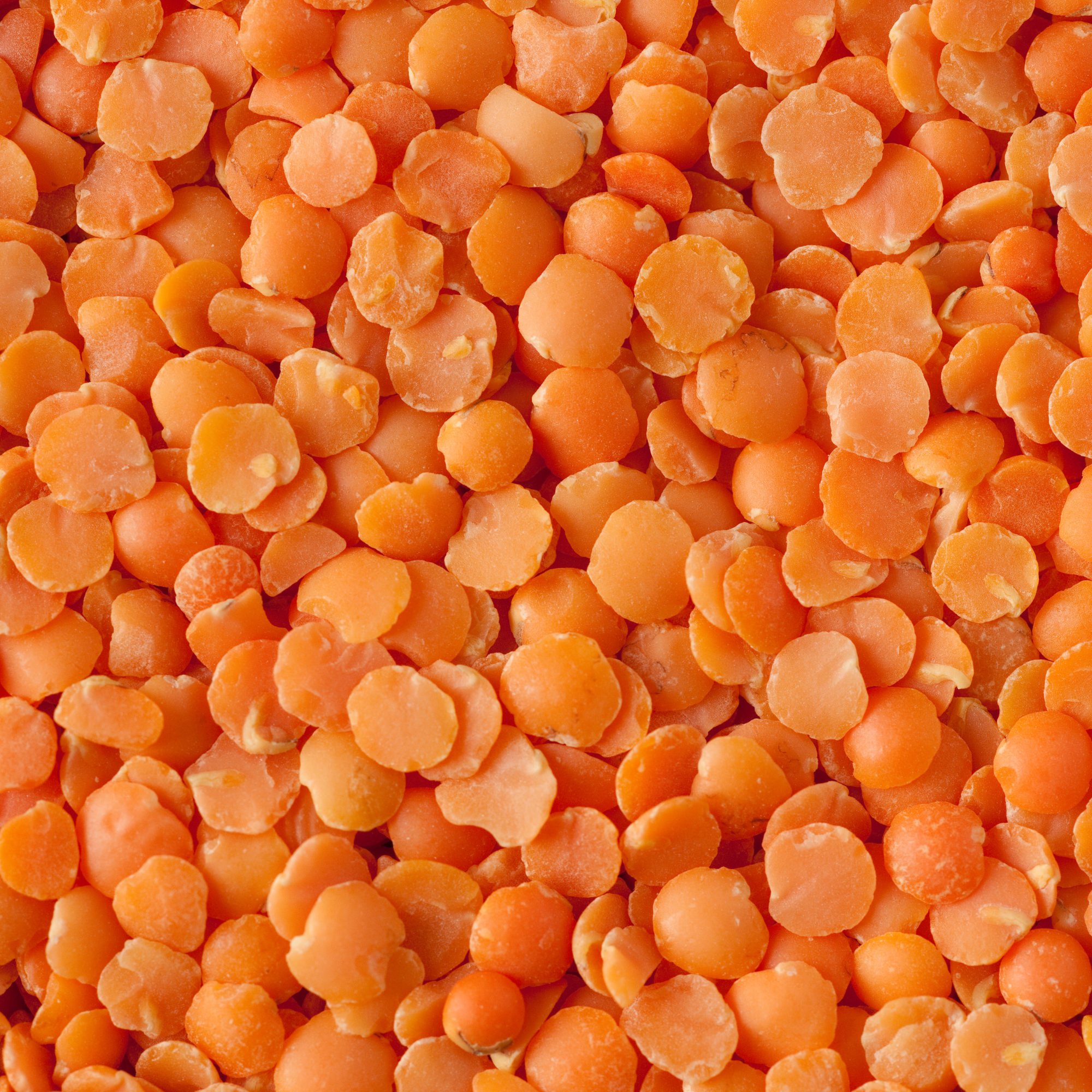 Organic Red Lentils