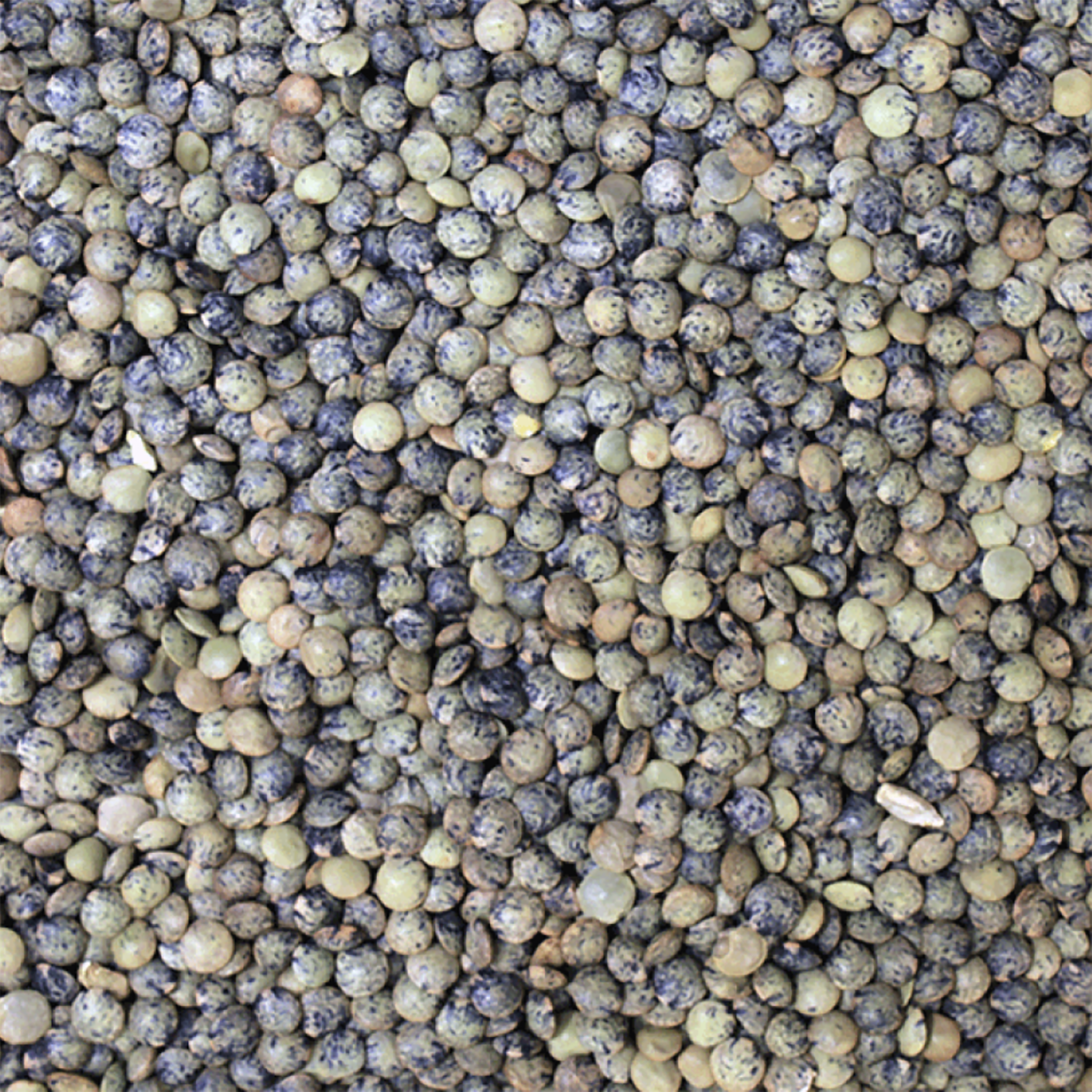 Organic French (Puy Type) Lentils
